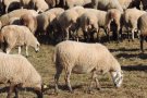 Front comú contra la vacunació obligatòria per la llengua blava