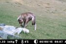 Es confirma, una vegada més, la presència de llops al Ripollès gràcies a paranys fotogràfics