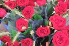 L'aigua comparteix escenari amb la Diada de la llibre i la rosa