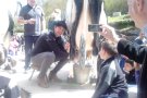 Les vaques de l’explotació santjoanina Mas el Coll, les grans guanyadores