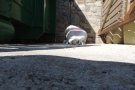 Es detecta un mal ús dels contenidors a Molló i Espinavell