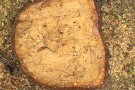 La tala d'arbres a Llaudet genera malestar a Sant Joan de les Abadesses