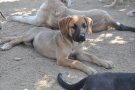 Adopcions pendents al Refugi d'Animals del Ripollès 