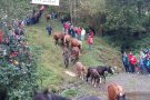 Milers de persones veuen la baixada de més de 300 caps de bestiar a la Tria de Mulats d'Espinavell