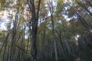 La fageda El Rodolà, de Vallfogona, es preservarà durant 25 anys