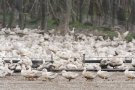 Agricultura ordena el sacrifici de sis granges d'ànecs, una d'elles a Vilallonga de Ter, que van rebre animals de l'explotació de Sant Gregori, focus de la infecció de grip aviar