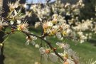 L'Hospital de Campdevànol no preveu una primavera excepcional pel que fa a les al·lèrgies 