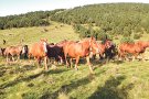 14 entitats del Ripollès convoquen una concentració en defensa de la ramaderia, la caça, l'agricultura, la silvicultura i el turisme com a factors clau per a la conservació del territori