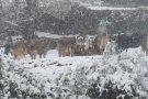 L'aparició de la neu no provoca incidències rellevants al Ripollès