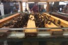 La mel protagonitza el cap de setmana de Ribes de Freser