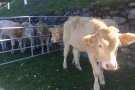 La Gran Campiona a la Fira del Bestiar de Ribes, de Cal Tubau de Pardines