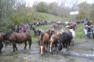 Per Sant Eduard, Tria de Mulats a Espinavell 