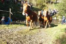 Els primers cavalls ja baixen per la Tria de Mulats d'Espinavell