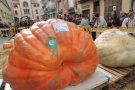 Una carbassa de 805 quilos de Navarra guanya el primer premi de la Fira de Sant Joan de les Abadesses 