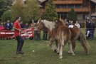 Els millors exemplars de Cavall Pirinenc Català concursen aquest diumenge a Llanars 