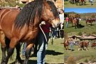El semental Hulk de Llanars serà un dels representants del Ripollès al Concurs Nacional de Cavall Pirinenc Català 