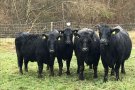 S'introdueix amb èxit la raça de vaca Angus al Ripollès 