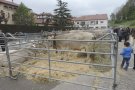 Sant Joan de les Abadesses organitza una nova edició de la Fira de Sant Isidre 