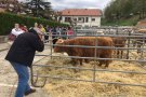 El Coll s'endú quatre primers llocs al Concurs Morfològic de la Fira de Sant Isidre