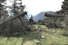 Gran actuació forestal per controlar el bosc de pi negre a Planoles