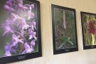 Sant Joan acull un homenatge fotogràfic pòstum al Grup d'Orquídies del Ripollès 