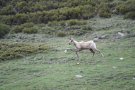 El Parc Natural del Ripollès programa quatre activitats en el marc de la Setmana de la Natura 