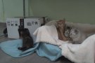 Crida de l'Associació Animals Vida Digna per aconseguir llocs d'acollida de gats petits 