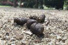 ERC de Sant Joan reclama que es busqui una solució urgent per acabar amb els excrements d'animals a la via pública
