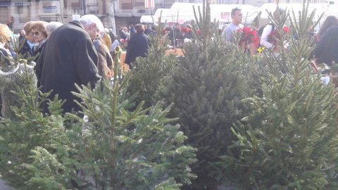 Fira de Ripoll