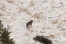 Nova prova de la presència del llop al Ripollès