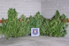 Detingut per cultivar una plantació de marihuana en una finca de la pedania de Lilla