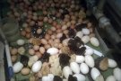 Desenes de pollets neixen per l’escalfor d’una caldera de biomassa
