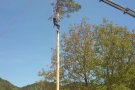 Èxit de participació a la Festa del Pí de Les Llosses