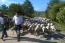 Tercera edició del Camí Ramader del Ripollès