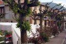 Sant Pau de Segúries ha decidit ajornar el futur dels arbres de la plaça de la Generalitat