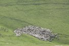 El bestiar de la família Picas completa la darrera etapa del camí ramader del Ripollès fins al Pla d'Anyella
