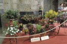 El Concurs de Plantes i Flors de Camprodon arriba a la seva 33ª edició