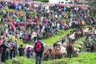 Espinavell rebrà els mulats aquest dilluns