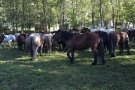 Can Freixa, La Coromina, Can Gascó, Can Pastoret i Can Illa de Molló guanyadors de la Tria de Mulats d'Espinavell