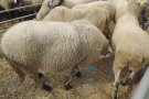 La Caseta d'en Sadurní de Ripoll guanya el premi al millor marrà a la Fira de Santa Teresa de Ripoll