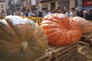 La carbassa guanyadora de la V Fira de la Carbassa de Sant Joan pesa més de 450 quilos