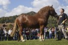 El semental Mascarat de La Moixa de Llanars, millor cavall pirinenc català