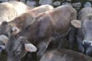 El Ripollès rebrà més d'un milió d'euros per agricultura, ramaderia, pesca i medi natural 