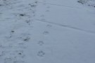 Es descarta que les petjades al santuari de Vall de Núria siguin de llop