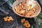 Campelles ja ha expedit més de 80 permisos per accedir al bosc