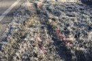 Una persona morta aquesta matinada en un accident de circulació a la N-260, a Ripoll