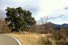 L'alsina surera a més alçada de Catalunya es troba a Ribes de Freser