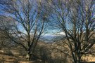 Ripoll tindrà un dels primers boscos terapèutics d'Europa