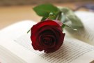 El Ripollès celebra la diada de Sant Jordi amb actes cívics i culturals