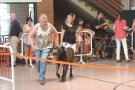 150 gossos al III Concurs Caní de Campdevànol